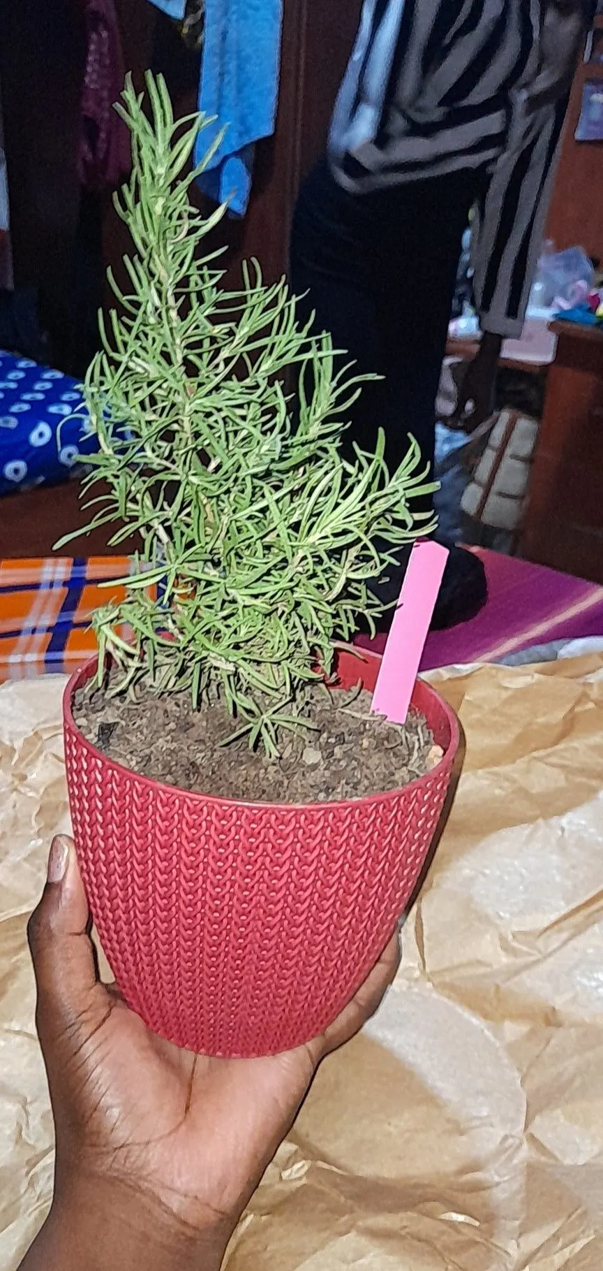 Rozemarijn groeit in een pot.