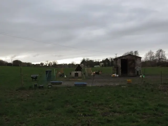 Chickens in an enclosure