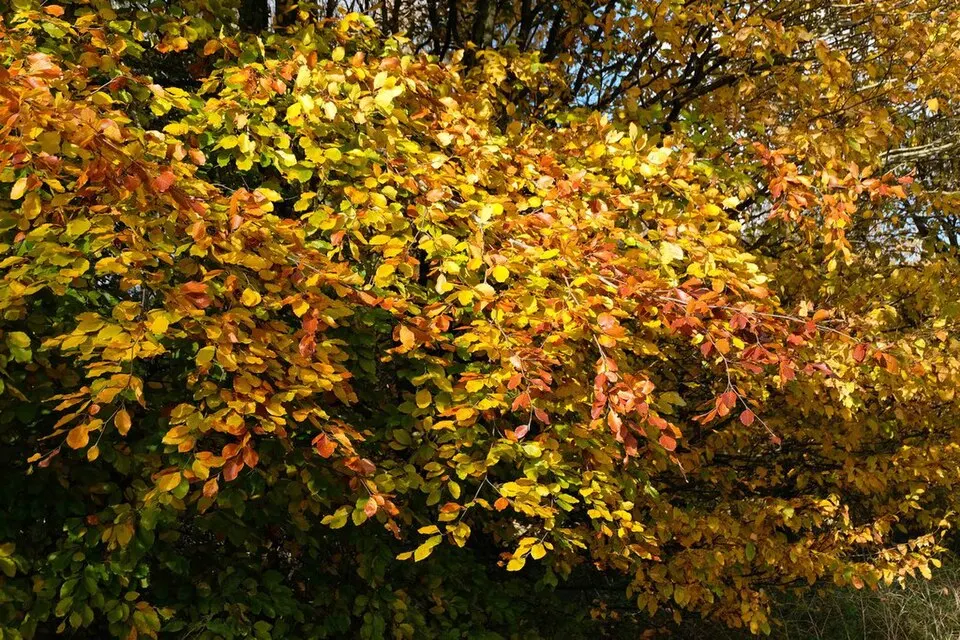 Feuilles d’automne