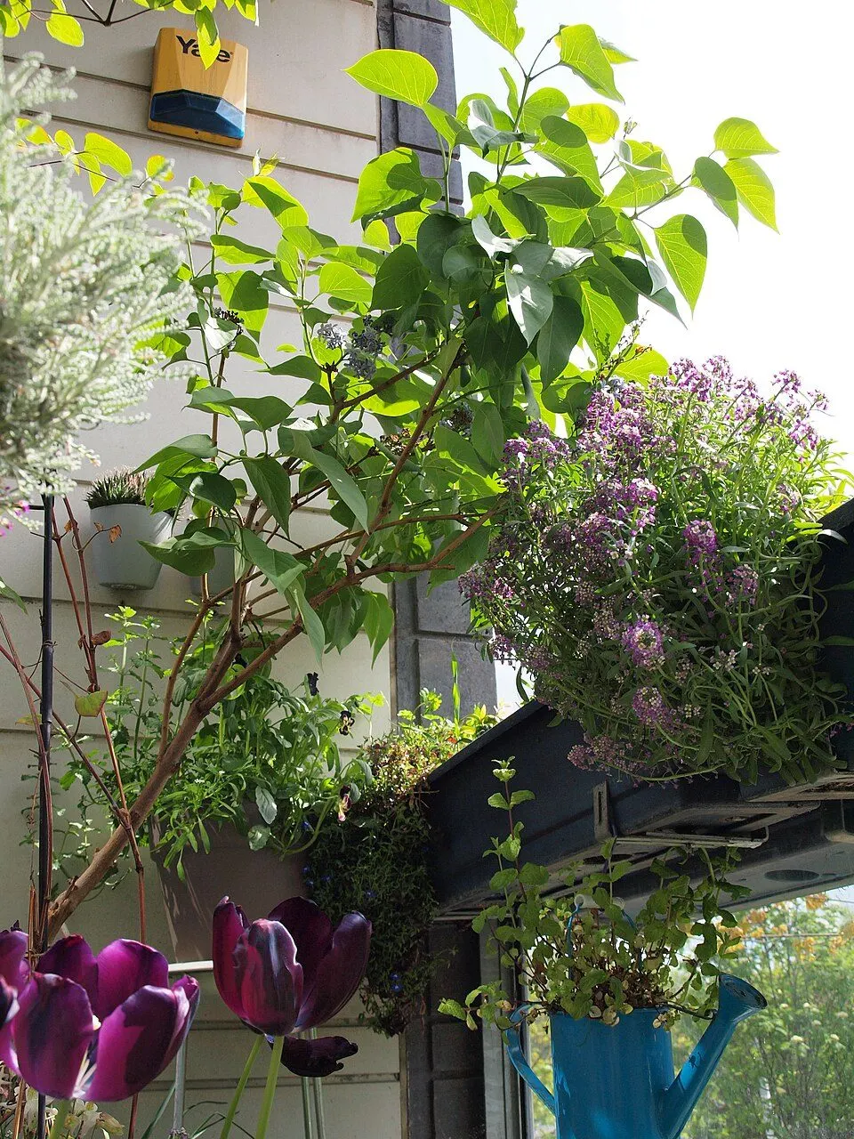 Planten groeien op een balkon.