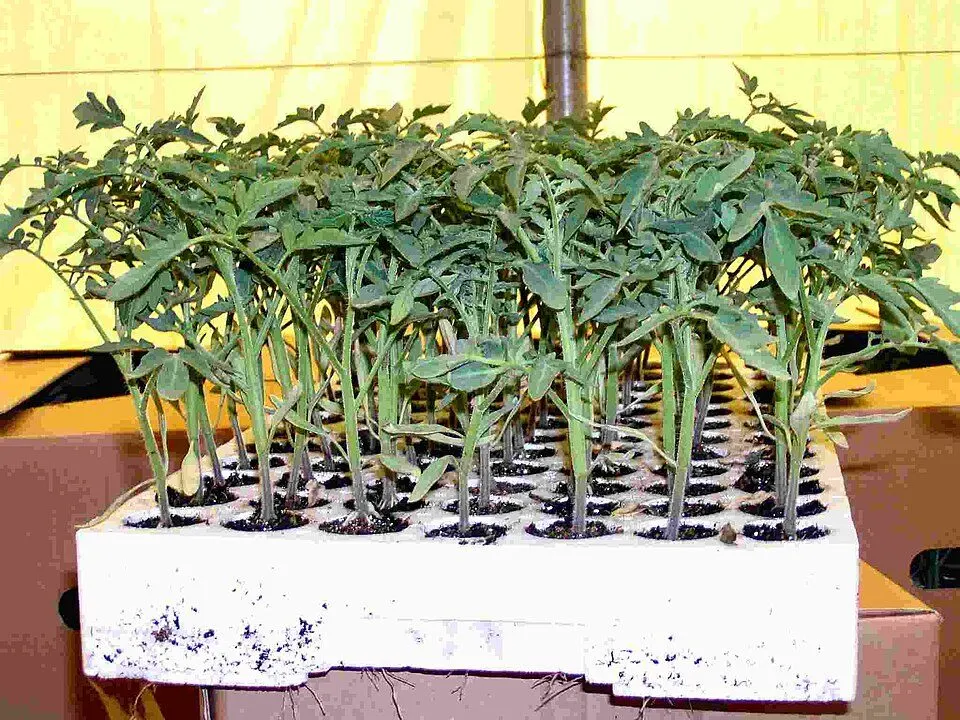 Jonge tomatenplanten in een zaaitray.