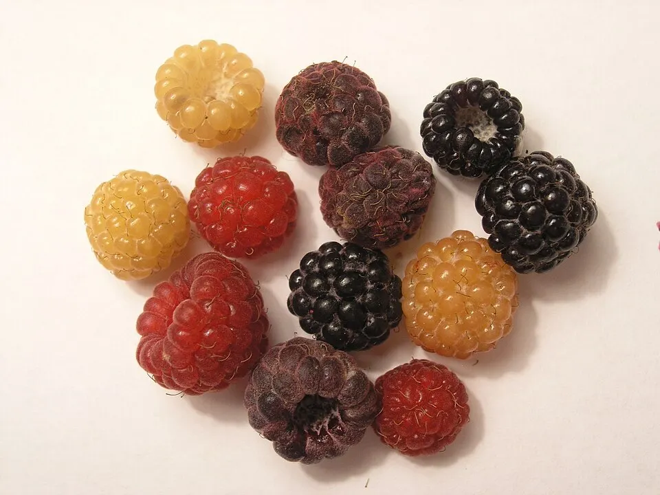 Himbeeren