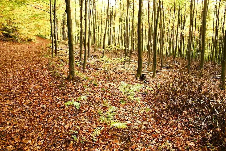 Jesienne liście