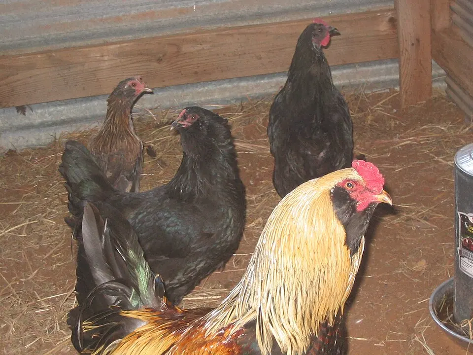 Gallinas