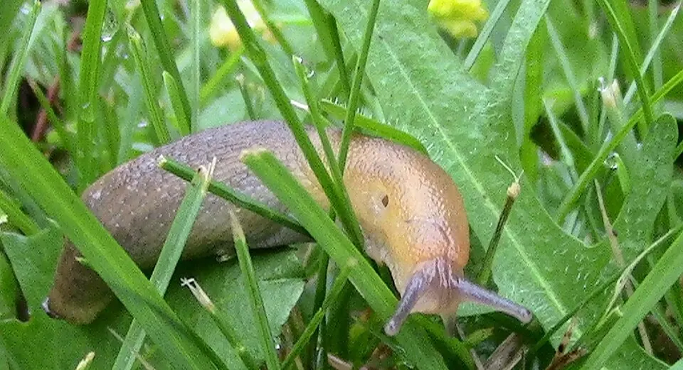 Snegl