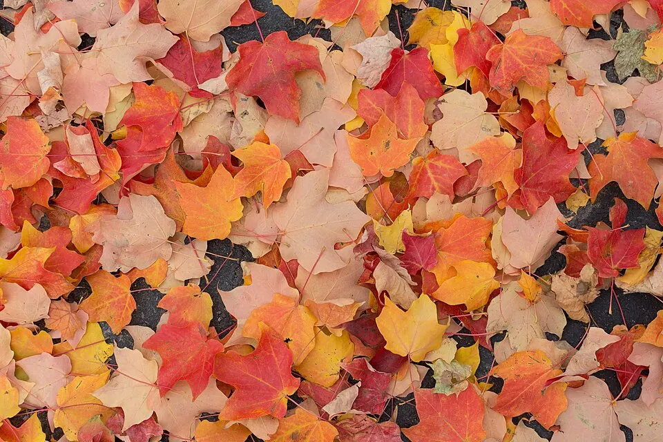 Hojas de otoño