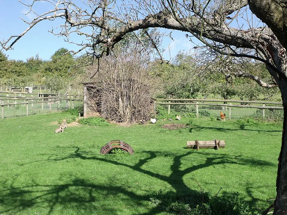 Poules dans un enclos