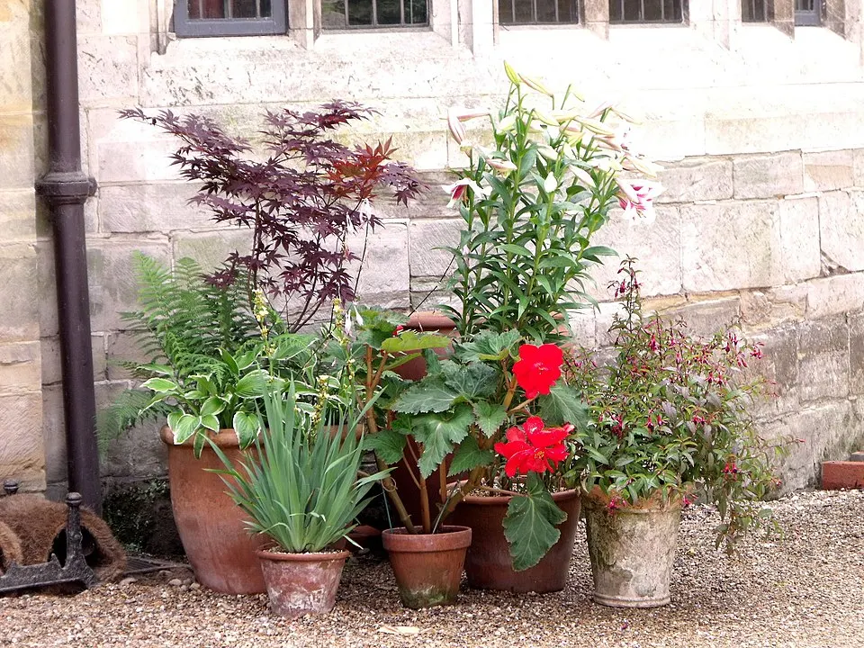 Plantepotter