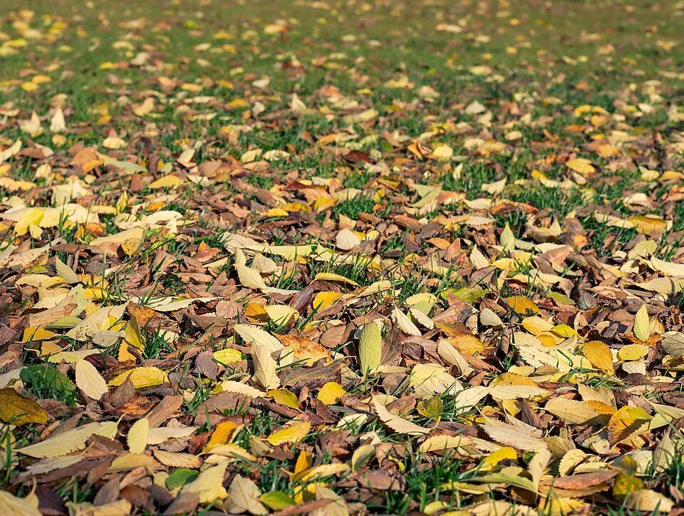 Gevallen herfstbladeren op een grasveld.