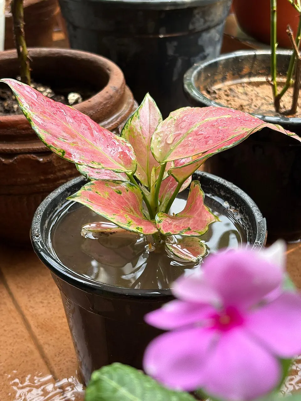 Piante sul balcone