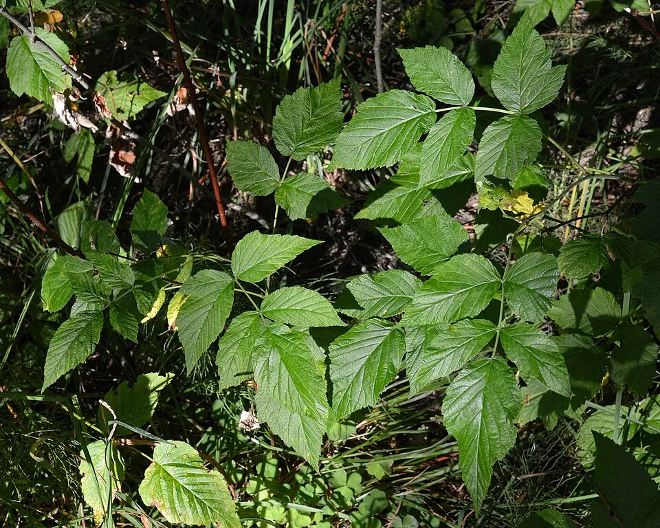 Raspberry plant