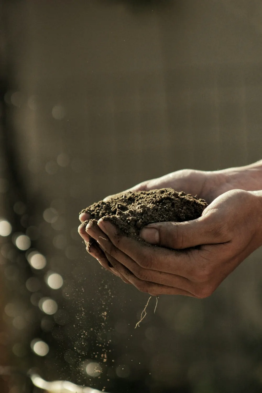 A living garden begins with the soil