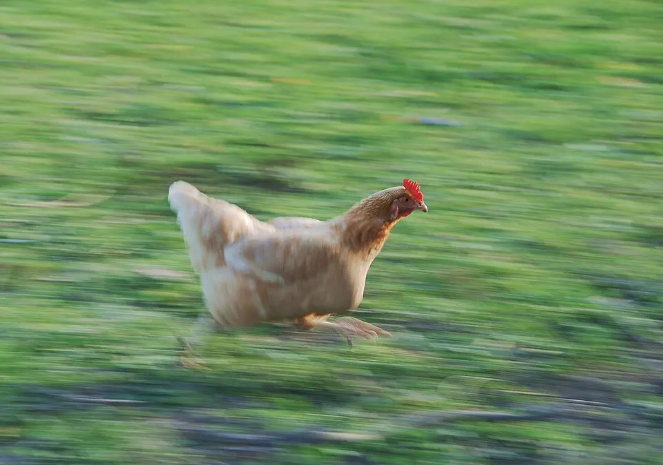Chickens