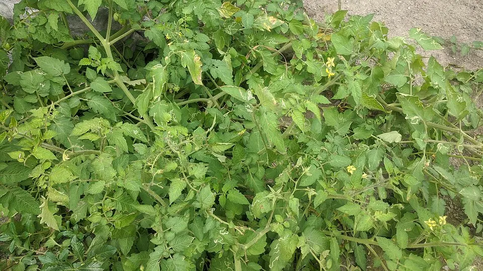Tomatplanta