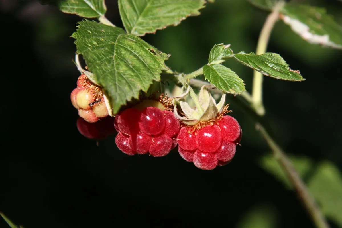 Rijpe frambozen aan de plant.