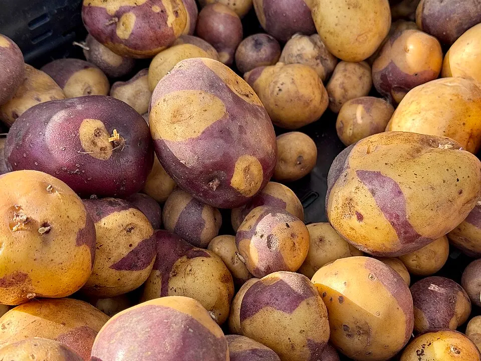 Patatas